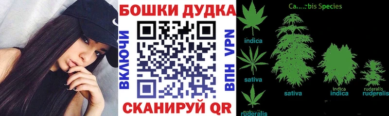 Бошки марихуана планчик  MEGA зеркало  Славгород 